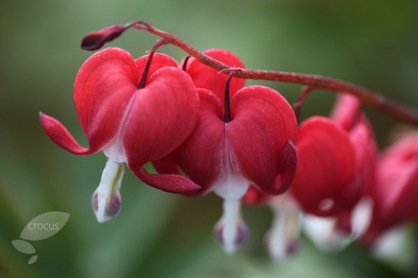 bleeding heart Valentine bleeding heart Valentine