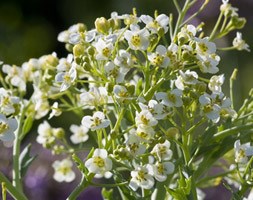 Crambe maritima (sea kale)