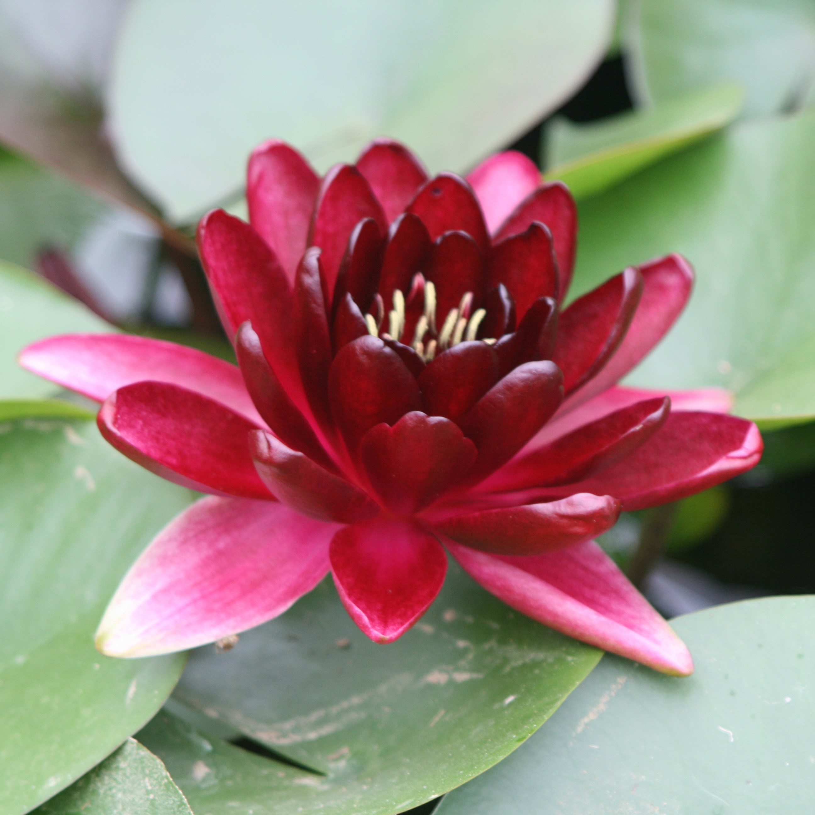 water lily