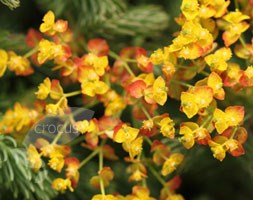 Euphorbia cyparissias 'Orange Man' (cypress spurge)