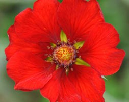 Potentilla atrosanguinea (cinquefoil)