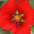 cinquefoil