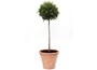 olive tree - (3/4 standard large)
