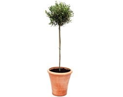 Olea europaea (olive tree - (3/4 standard))