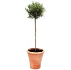 olive tree - (3/4 standard)