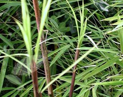 Borinda fungosa (chocolate bamboo)