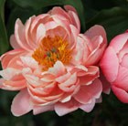 paeony / peony