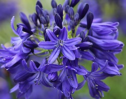 Agapanthus 'Taw Valley' (African lily)
