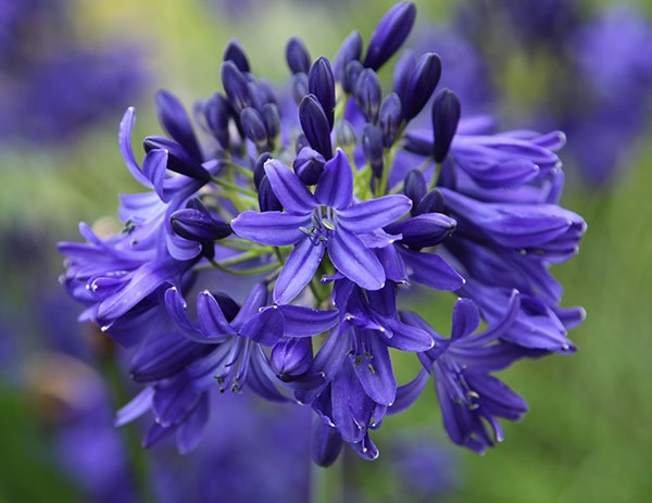 African lily African lily