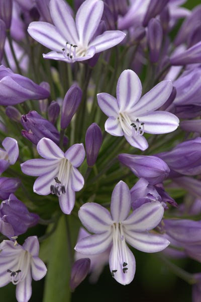 African lily African lily