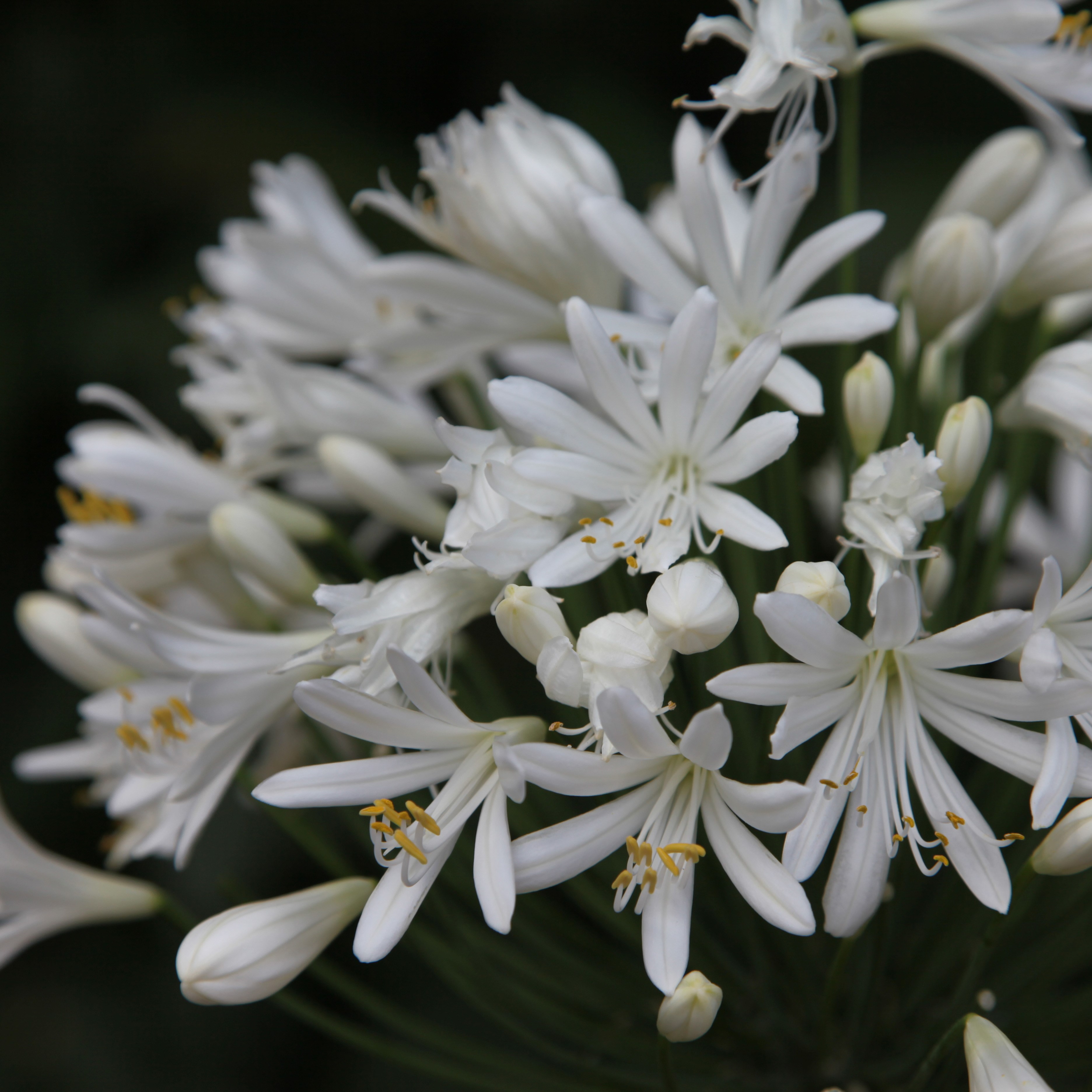 African lily