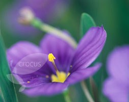 sisyrinchium