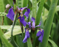 Iris setosa (beardless iris)