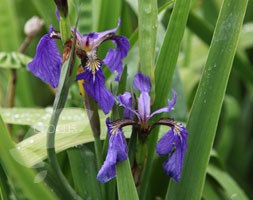 Iris setosa (beardless iris)