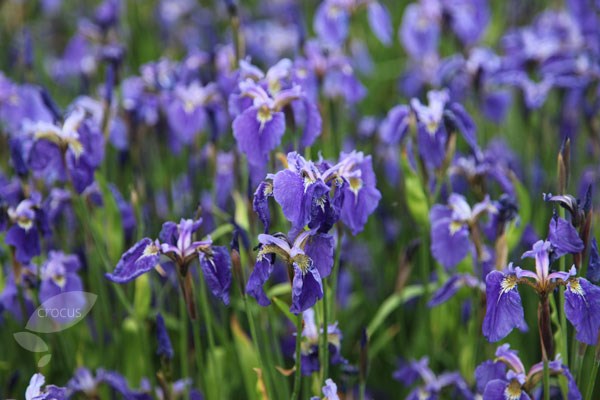 beardless iris beardless iris