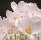 autumn crocus bulbs