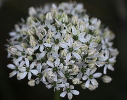 Allium nigrum (ornamental onion)