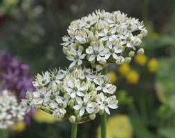 ornamental onion