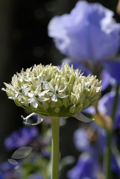ornamental onion ornamental onion