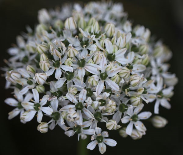 ornamental onion ornamental onion