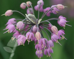 nodding onion