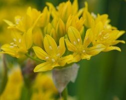 Allium moly (allium bulbs)