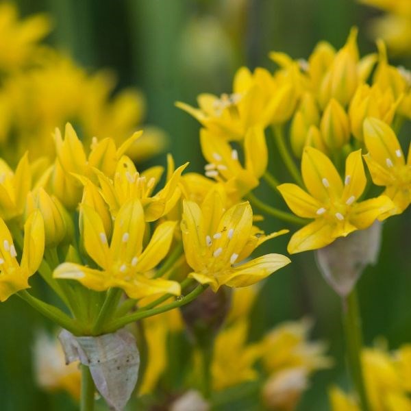 allium bulbs
