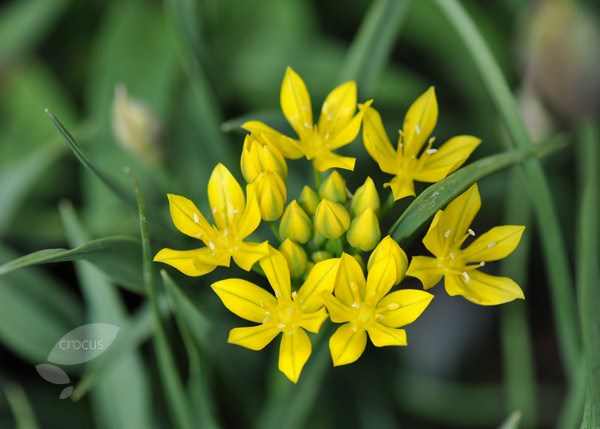 allium bulbs allium bulbs