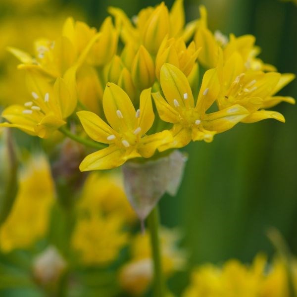 Allium Moly