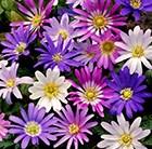 Anemone blanda Mixed