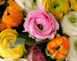 Ranunculus 'Paeony mixed' (ranunculus bulbs)