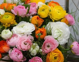 ranunculus bulbs