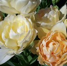 Tulipa Charming Lady