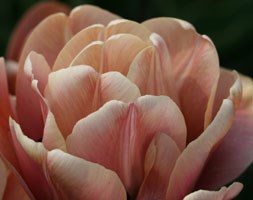 Tulipa 'La Belle Epoque' (double late tulip bulbs)