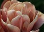 double late tulip bulbs