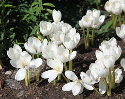 autumn crocus bulbs