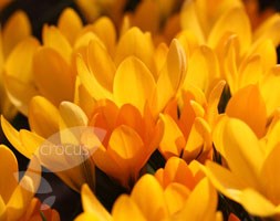 crocus bulbs
