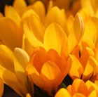 Crocus × luteus Golden Yellow