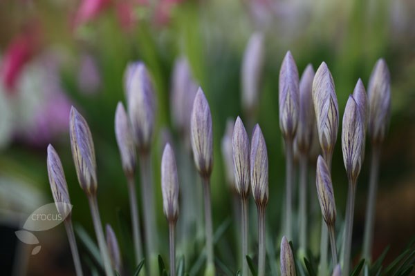 species crocus bulbs species crocus bulbs