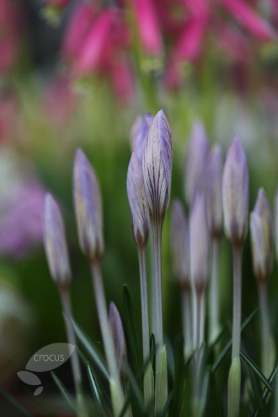 species crocus bulbs species crocus bulbs