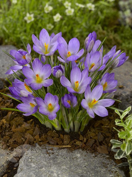 species crocus bulbs species crocus bulbs