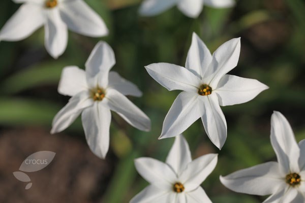 ipheion bulbs ipheion bulbs