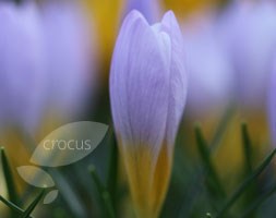 species crocus bulbs