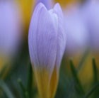 species crocus bulbs