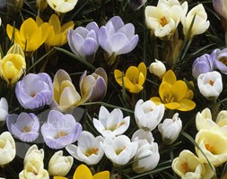 value pack of mixed species crocus bulbs