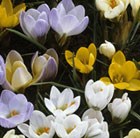 Crocus species - mixed colours
