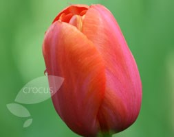 single late tulip bulbs