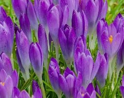 species crocus bulbs