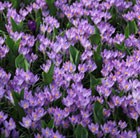 Crocus tommasinianus Barr's Purple