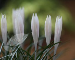 species crocus bulbs